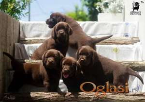 Labrador Retriver štenci, čokoladni